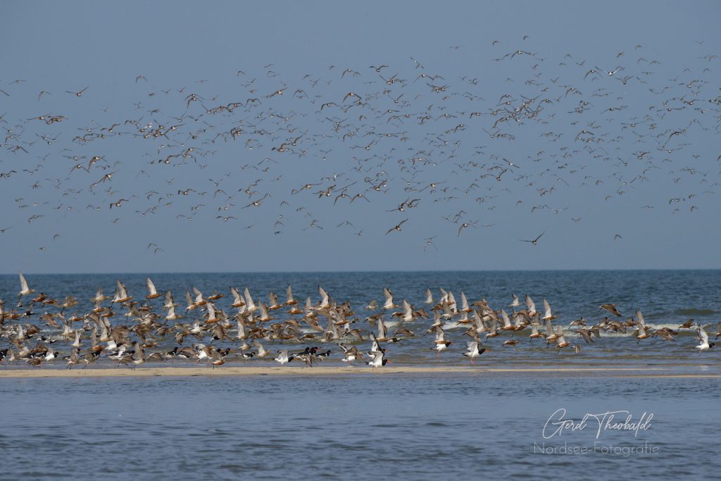 Vogelschwarm an der Ostspitze Wangerooges